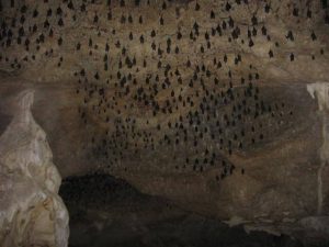 Langkawi Bat Cave 兰卡威蝙蝠洞 04