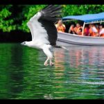 Langkawi Eagle Watching 兰卡威看老鹰 01