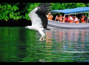 Langkawi Eagle Watching 兰卡威看老鹰 01