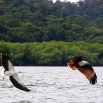 Langkawi Eagle Watching 兰卡威看老鹰 02