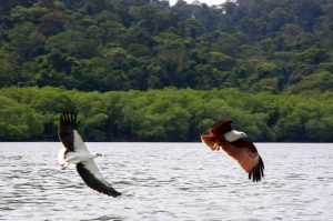 Langkawi Eagle Watching 兰卡威看老鹰 02
