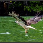 Langkawi Eagle Watching 兰卡威看老鹰 03