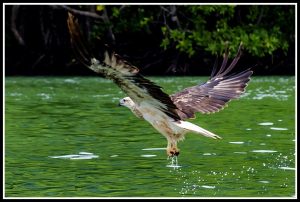 Langkawi Eagle Watching 兰卡威看老鹰 03