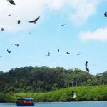 Langkawi Eagle Watching 兰卡威看老鹰 04