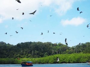 Langkawi Eagle Watching 兰卡威看老鹰 04