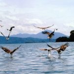 Langkawi Eagle Watching 兰卡威看老鹰 05