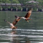 Langkawi Eagle Watching 兰卡威看老鹰 06