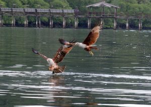 Langkawi Eagle Watching 兰卡威看老鹰 06