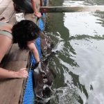 Langkawi Fish Farm 兰卡威养鱼场 02