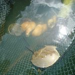 Langkawi Fish Farm 兰卡威养鱼场 06