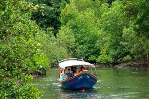 Langkawi Mangrove Tour 兰卡威红树林游 01