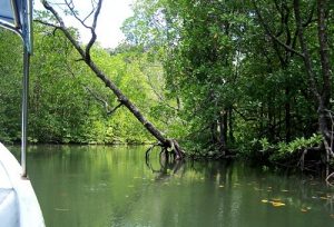 Langkawi Mangrove Tour 兰卡威红树林游 02