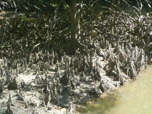 Langkawi Mangrove Tour 兰卡威红树林游 03