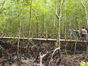 Langkawi Mangrove Tour 兰卡威红树林游 04