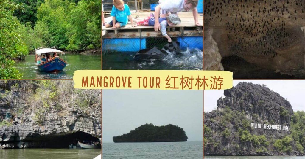 Langkawi Mangrove Tour 兰卡威红树林游