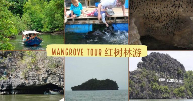Langkawi Mangrove Tour 兰卡威红树林游