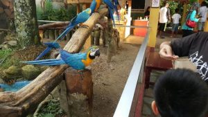 Langkawi - Wildlife Park 兰卡威野生动物园